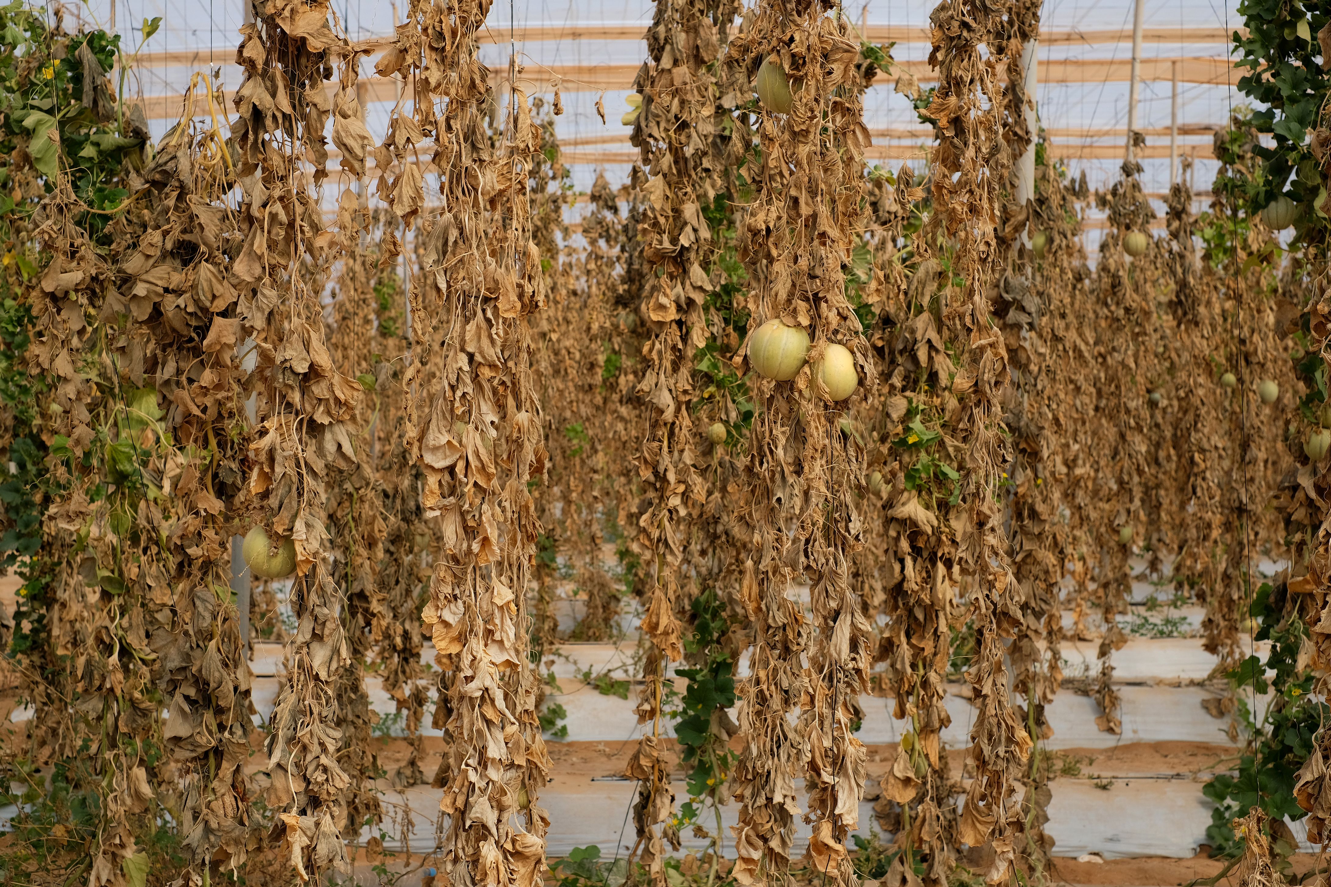 691339d21d741_ElliLorz_DSCF4824_Dakhla